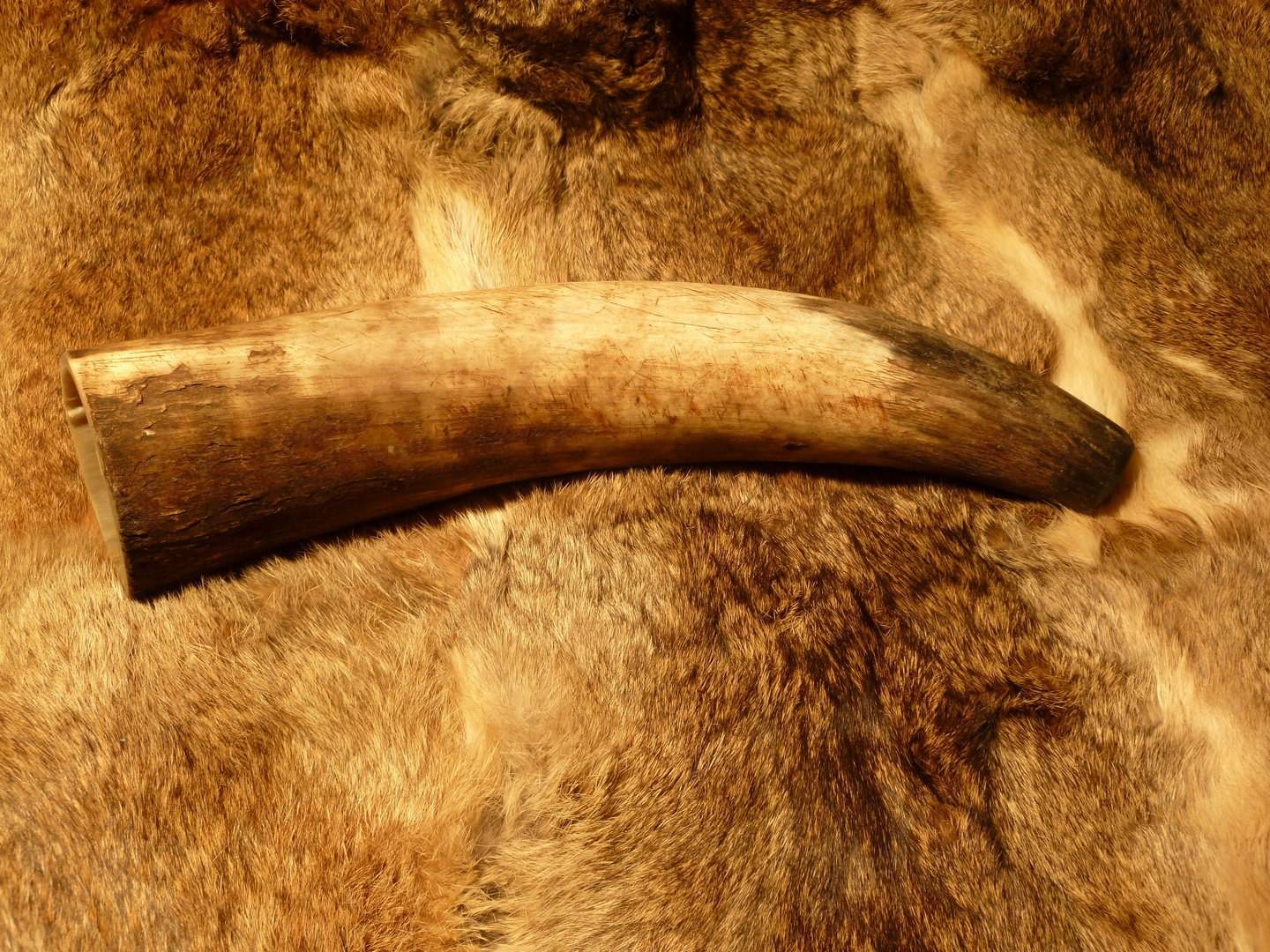 Viking Blaashoorn, naturel, ca. 1000 - 1190 ml