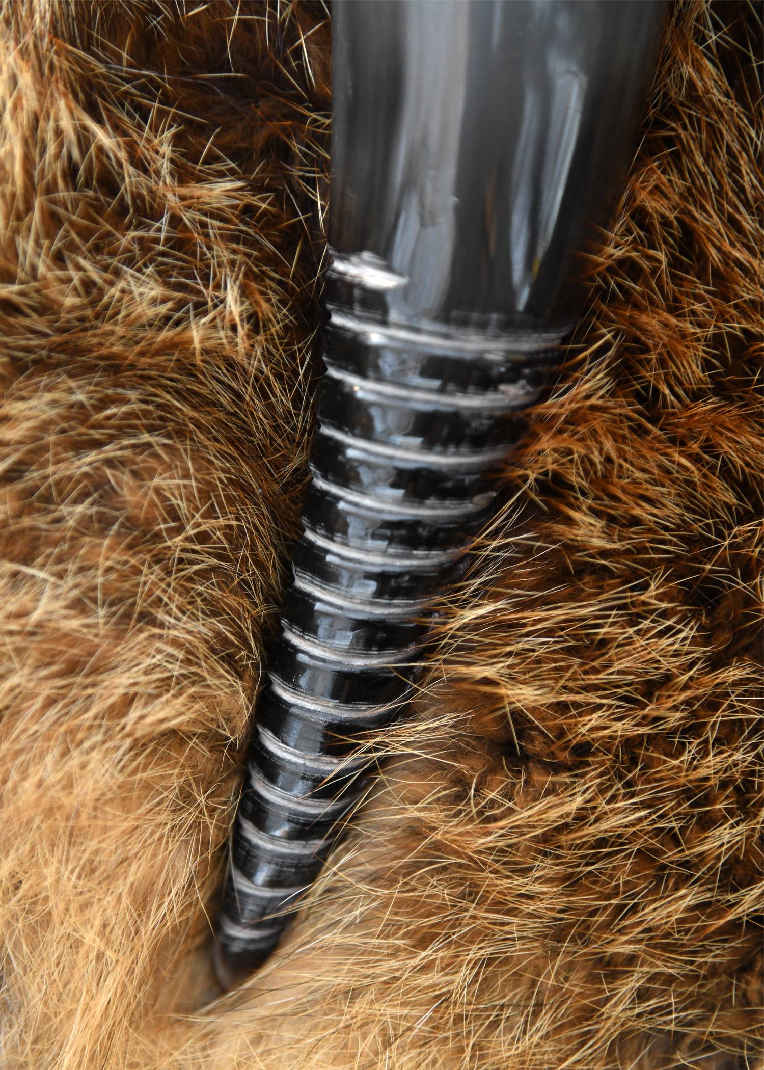 ​Wikinger-Trinkhorn mit Spiralcarving